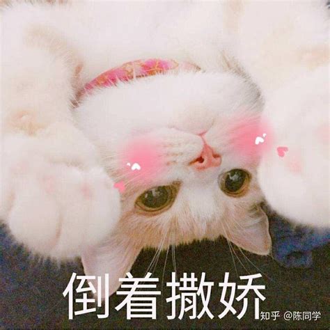 猫进家里|新猫到家：如何正确的迎接一只小猫咪到家呢？